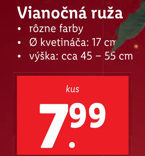 Vianočná ruža