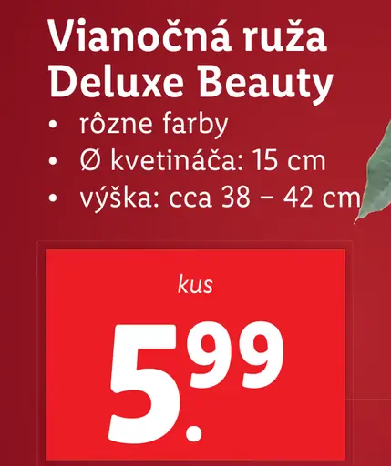 Vianočná ruža Deluxe Beauty