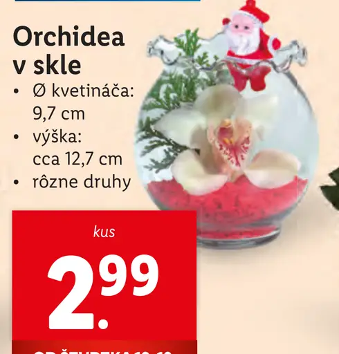 Orchidea v skle