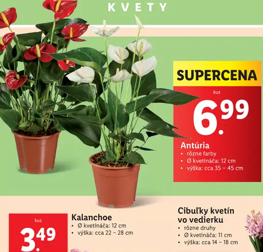 Kalanchoe