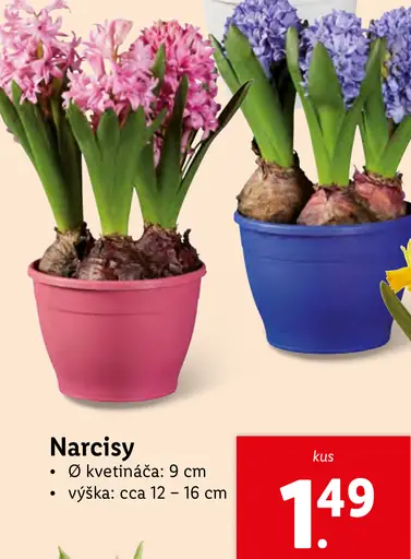 Narcisy