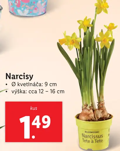 Narcisy