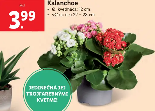 Kalanchoe