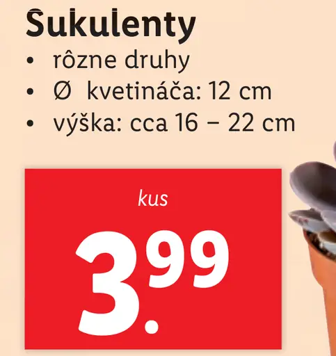 Sukulenty