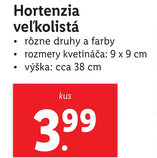 Hortenzia veľkolistá