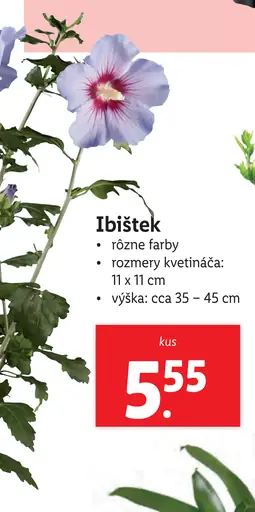 Ibistek