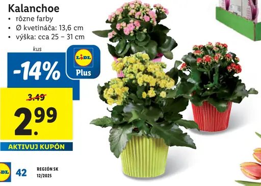 Kalanchoe