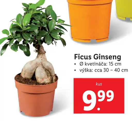 Ficus Ginseng