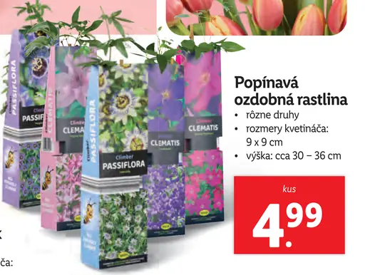 Popínavá ozdobná rastlina