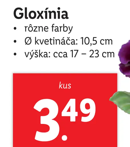 Gloxínia