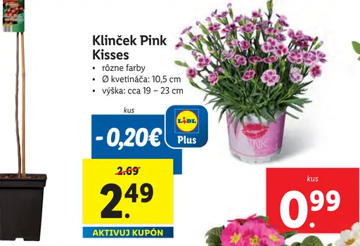 Klinček Pink Kisses