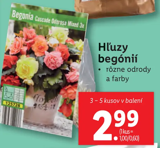 Begónia hľuzy