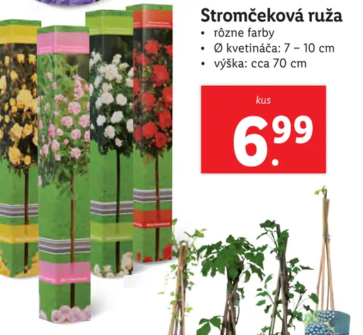 Stromčeková ruža