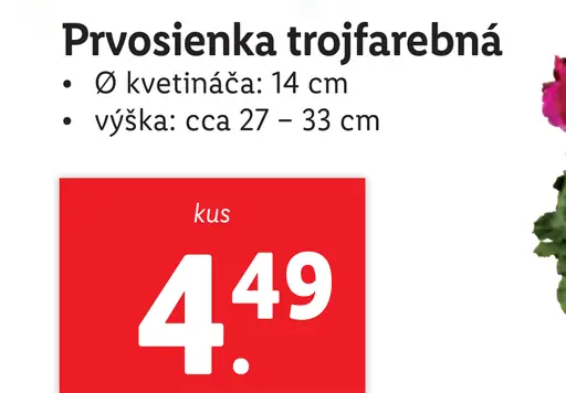 Prvosienka trojfarebná
