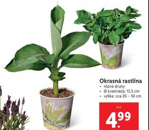 Okrasná rastlina