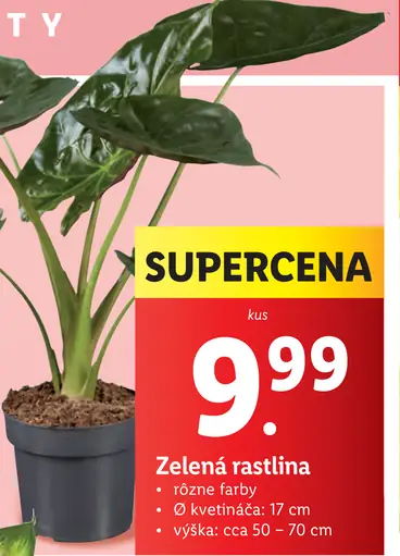 Zelená rastlina