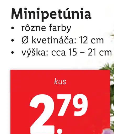Minipetúnia