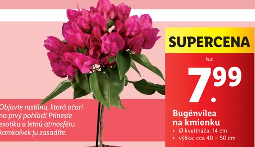 Bugénvilea