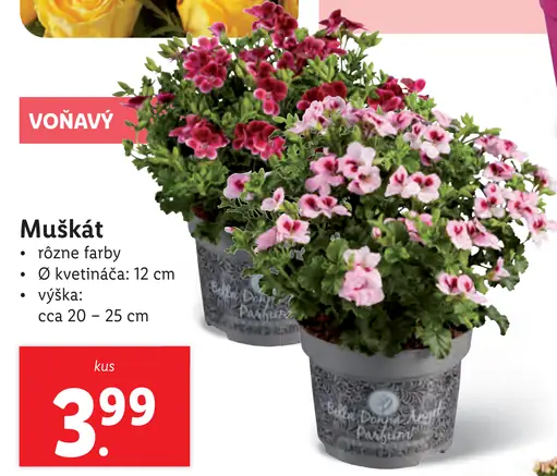 Muškát