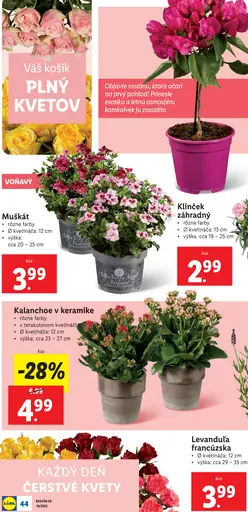 Klinček záhradný