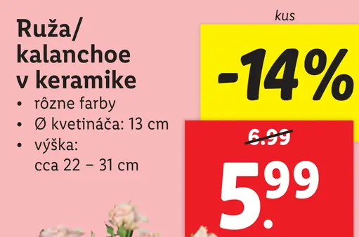 Ruža/kalanchoe v keramike