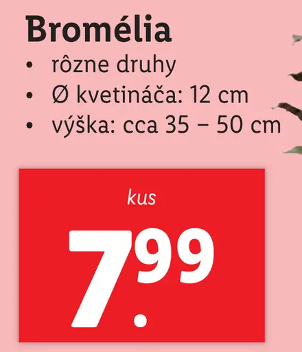 Bromélia