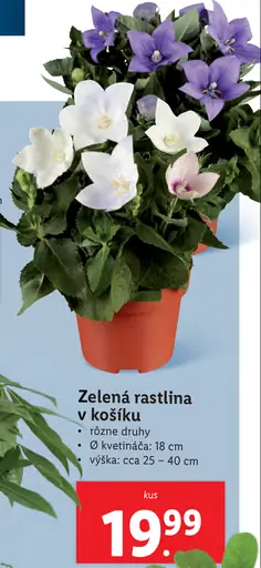 Zelené rastliny v košíku