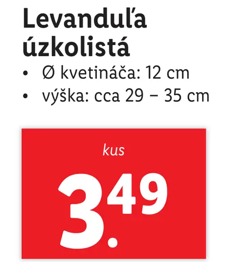 Levanduľa úzkolistá