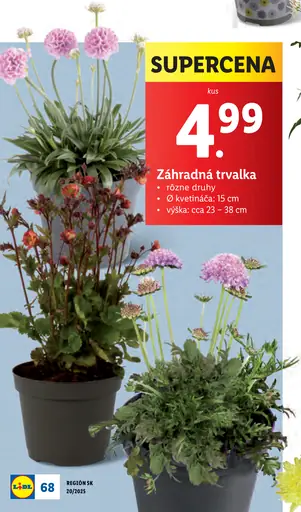 Záhradná trvalka