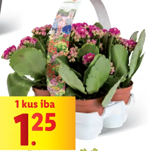 Kalanchoe