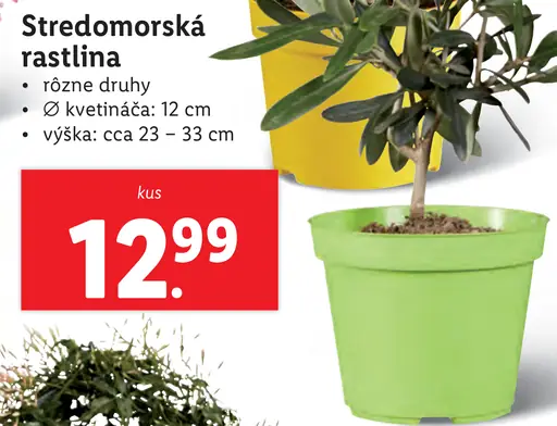 Stredomorská rastlina