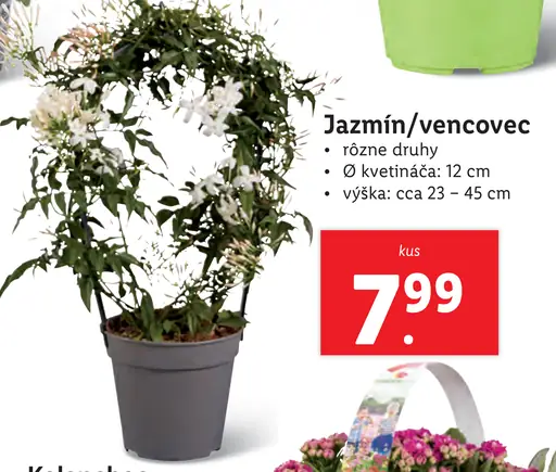 Jazmín/vencovec