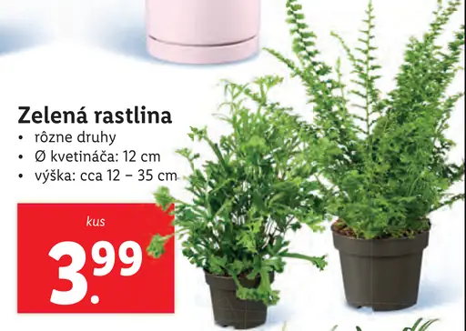 Zelená rastlina