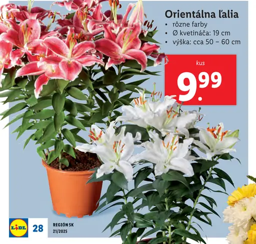 Orientálna ľalia