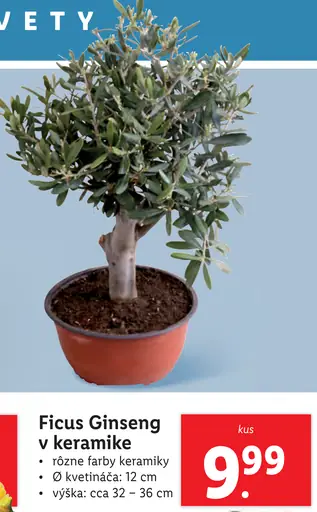 Ficus Ginseng v keramike