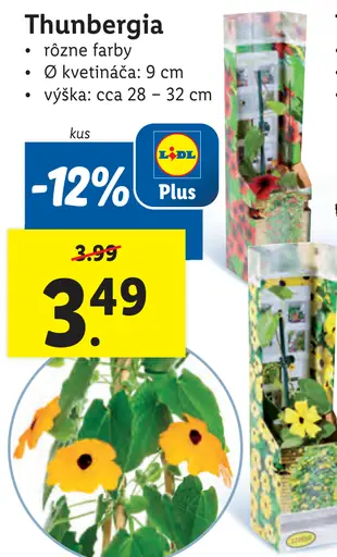 Thunbergia
