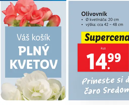 Olivovník