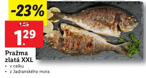 Pražma zlatá XXL