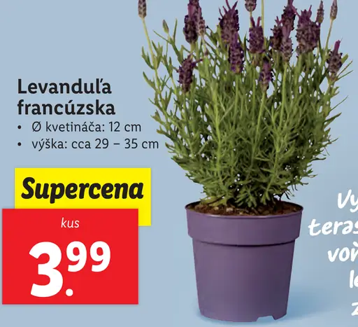 Levanduľa francúzska