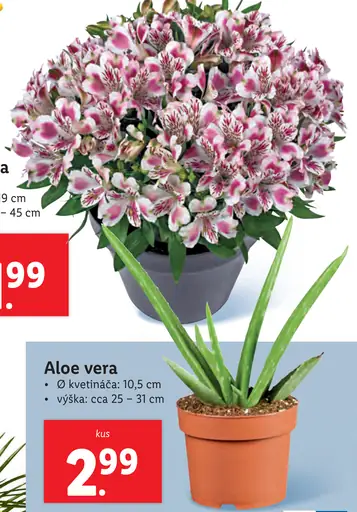 Aloe Vera