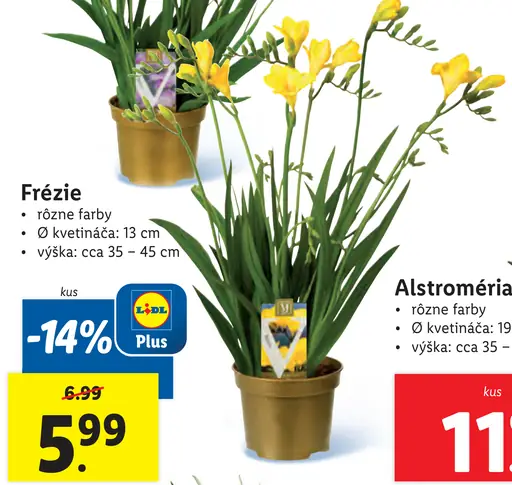 Frézie