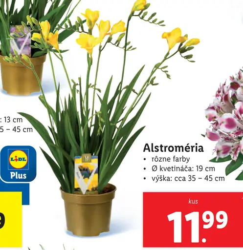 Alstroméria