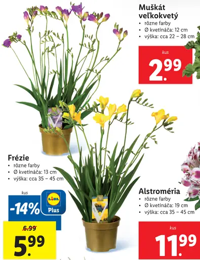 Muškát veľkokvetý