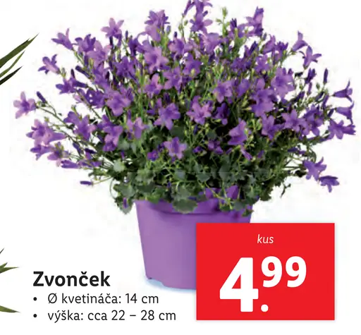Zvonček