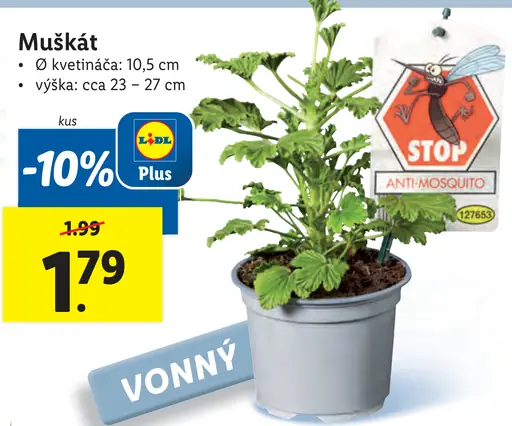 Muškát