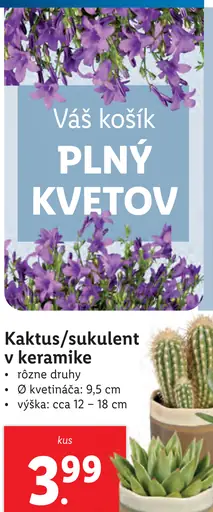 Kaktus/sukulent v keramike