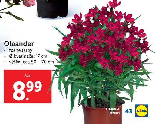 Oleander