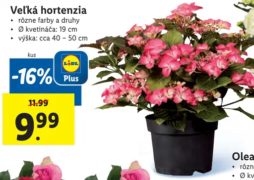 Veľká hortenzia