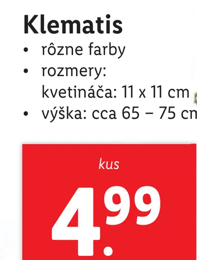 Klematis