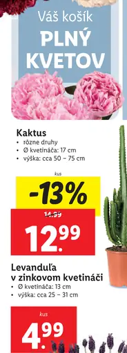 Kaktus